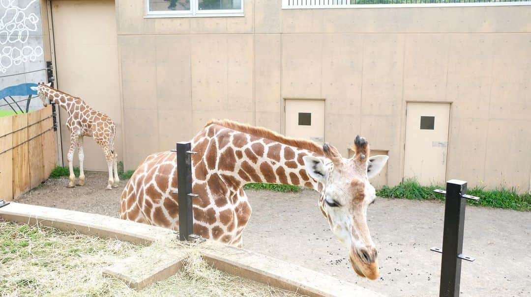 清水礼留飛さんのインスタグラム写真 - (清水礼留飛Instagram)「Family day in Asahiyama zoo🦒  #asahiyamazoo #asahikawa #family #かぞくのじかん #旭山動物園 #キリン」8月16日 19時11分 - rerushimi_airlines