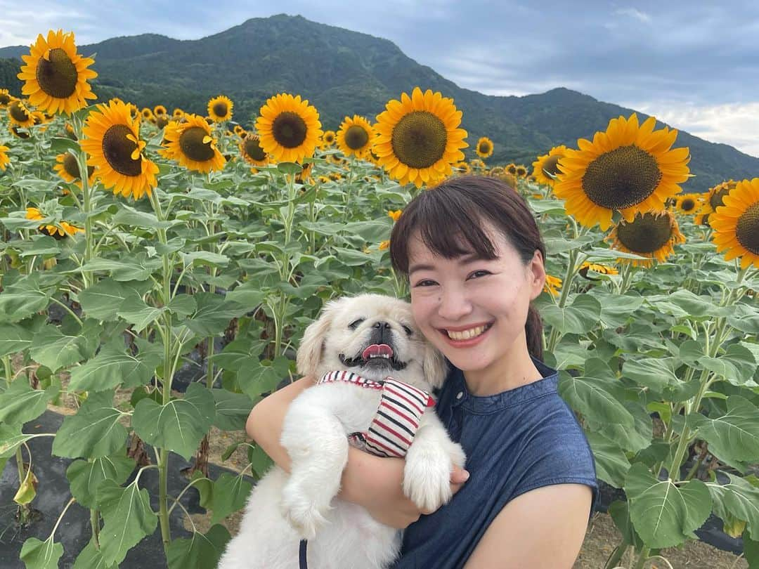 有田優理香のインスタグラム：「🌻  俺たちの夏休みが始まった😎 感染対策しながら故郷新潟を満喫しています✌️  広島よりちょっぴり涼しいかな？ 雨の日多めだけど😂 実家で家族に撫でられまくってhappyなぺいちゃんです🐶  #広島テレビ #テレビ派 #守りたいメモリーズ #ひまわり畑 #新潟帰省 #上堰潟公園 #角田山 #pekingese #ペキニーズ #犬のいる暮らし　#夏休み」