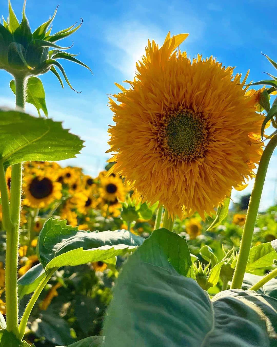 佐野千晃のインスタグラム：「珍しいひまわり🌻  なんか子供が親(後ろのtheひまわり達)に見守られてる感じに見える🤤  花の中で一番ひまわりが好きー！！！！🌻  #natural #healthy #good #gilrs #gilr #cool #cute #ooted #selfie #self #face #笑顔 #ひまわり #ひまわり畑 #綺麗 #好き」