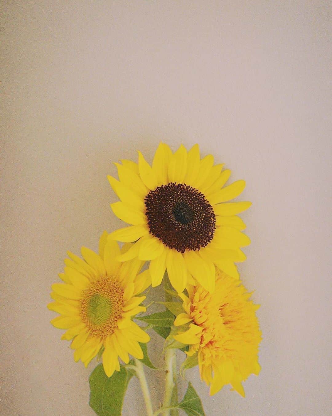 のインスタグラム：「今年も。 この夏にしか出会えない向日葵🌻」