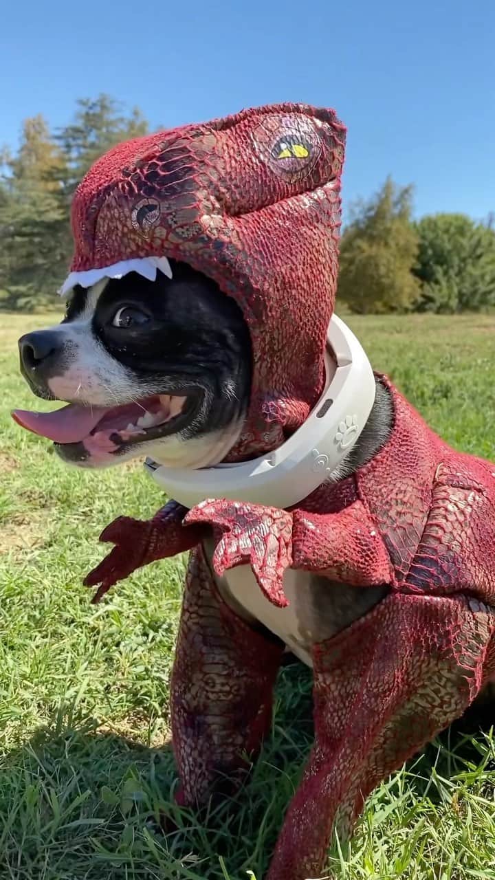 カーティス・ルポールのインスタグラム：「Welcome to Jurassic Bark! @halocollar will protect you and your Dino dogs in a safely contained perimeter fence!」
