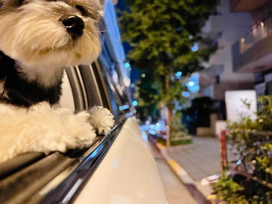 大石まどかさんのインスタグラム写真 - (大石まどかInstagram)「キモチ良いワンッ🐶 窓からお顔を出すのが大好きなのよねぇ😅 #ねねちゃん #ドライブ #キモチいい #drive #good #cute #dog」8月17日 8時06分 - madoka_oishi