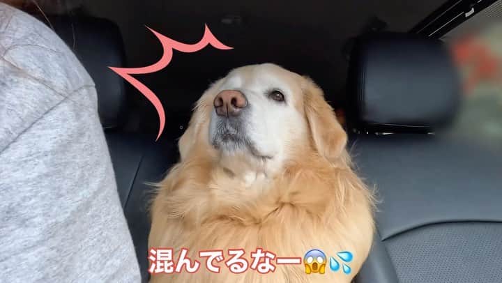 まゆみのインスタグラム：「。 。 あーちゃんと2人きりで 大忙しな1日😂 。 。 #冷凍庫のアイス食べたら #はやぺに怒られた #シャトレーゼ激混み #ここから始まる大忙しな1日 。 。 #ゴールデンレトリバー#goldenretriever#dog#犬#あーぺー」