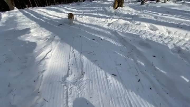 のインスタグラム：「From @taddyskates: “Taddy wanna go for a rip?!” What kind of a silly question is that... the answer is HECK YES! 🐈💨💨💨" #catsofinstagram」