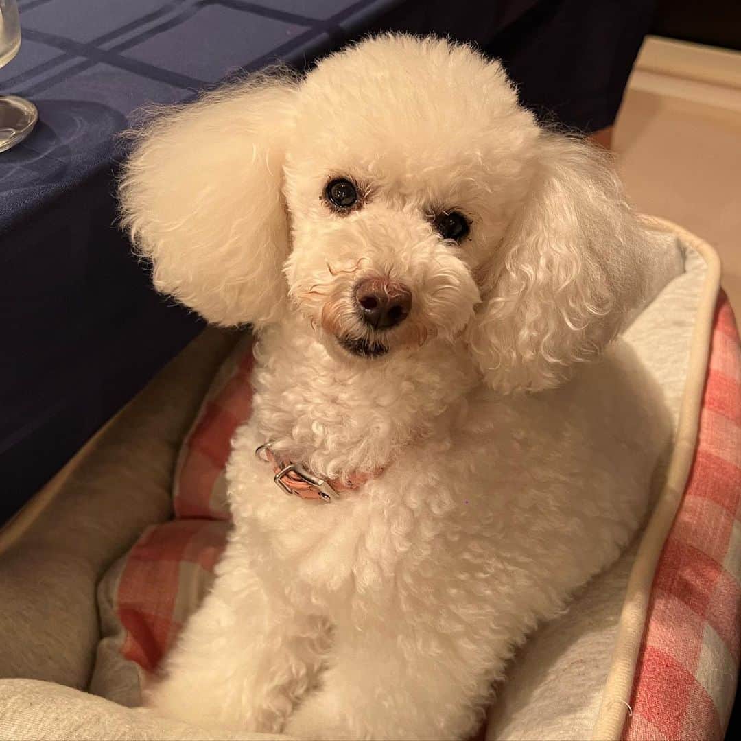 早見優さんのインスタグラム写真 - (早見優Instagram)「可愛いスノさん😍 Cute Snowy  #doglover #poodle #癒される #癒し #大好き」8月17日 20時46分 - yuyuhayami
