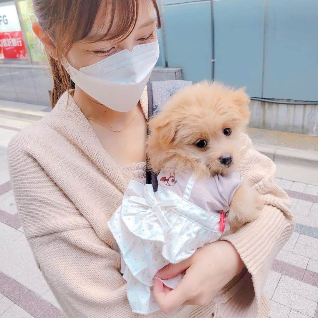 小嶋菜月のインスタグラム：「🐻❤️ . . もう3ヶ月ぐらい前のモカたん🥺かわいい🥺❤️ . . 今は大きくなりすぎてて別人なので懐かしい🥰❤️笑笑 . . #犬好きな人と繋がりたい #犬のいる暮らし #ポメプー #ポメラニアン #トイプードル #モカ #もか #パピー #🐻」