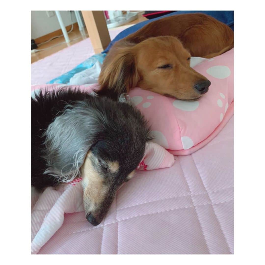 くりかさんのインスタグラム写真 - (くりかInstagram)「新しい家族ができました☺️🫶💐  ダックスの4歳 りこちゃんです🐕♡  りこはなぁ、保護犬やったんよ 繁殖引退犬で、いっぱいがんばったの。  もう家族になって１ヶ月弱かなぁ。  来た初日にくりかも実家で一緒に迎えられたんやけど、会った瞬間に膝のうえに乗ってきてくれて、もう会った瞬間からでれでれ🤤笑  でもな、やっぱりすっごく怯えてることが多くて、外でさんぽもしたことないから、車とか自転車とか人にびっくりして怖くて震えちゃったり、抱っこも慣れてないからめっちゃかたまって手と足ぴーんってなって、りこかたいなぁ言いながら抱っこしてたり☺️  まだまだ震えちゃうときもあるけど、今では足ばーん開いてお腹丸出しで寝てくれるようになったよ♡  お盆にも3日間一緒にいられて、しっぽぶんぶんで撫でてー！！！ってお腹出してくれるようにもなって、もぉ愛おしい愛おしぃ🥹  もうばいばいしておうち帰ってきてるんやけど、キョロキョロしてくりか探してるってLINE来て泣けてきちゃう🥹♡  あんちゃんもあいかわらず元気🐶🌺  でもな、ひめが春に亡くなってから、分離不安症になってしまって。  あんは生まれたときからずっと隣にはひーちゃんがいて、ひとりになったことがなかったの  だから、ひーちゃんの遺骨の前でずっと伏せして過ごしてたり、朝まで寝なくなったりさんぽも歩かんくなったり 表情もなんかすっごく悲しそうで寂しそうやったんよね。  それを毎日みてる家族も心苦しかったやろなぁって思うし、あんのためにも迎えたいって思ったんやって。  でも、りこが来てからいきいきして元気になった☺️  あんちゃん、ひーちゃんおるときもずっとかまってちゃんの焼きもち焼きやったから家新しい家族を迎えるのも心配ではあったんよね。  でもな、そんな心配まったくなくてりこが来てからすっごいお姉ちゃんになったんよ🥹  初日からあんちゃんの寝床でふたりで寝てたのみたときはほんと感動したなぁ。 あと、ハウスしてるりこをずっと外から見てる姿がたまらなく愛おしかったから写真も貼っとく♡ 動物園の檻の中におる動物みてる人みたいやった笑  今では、あんが先お風呂入って、りこが次にお風呂入ってたら、わたしのりこどこやー！！！みたいなかんじになってりこが引くくらいりこ大好きあんです🫶  愛おしいてしゃーないふたり♡  ひーちゃんも安心してくれてるんちゃうかなぁって思うよ☺️💐  めちゃくちゃ長くなってしまったやん！ りこちゃんよろしくお願いします♡  たまにストーリーとかに出てくると思う🐶🐶  #ひめあんりこ #だいすきな家族 #保護犬 #繁殖引退犬」8月17日 22時19分 - kurika_ayumikurikamaki