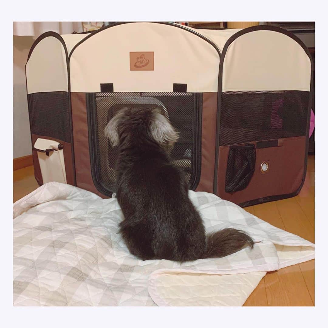 くりかさんのインスタグラム写真 - (くりかInstagram)「新しい家族ができました☺️🫶💐  ダックスの4歳 りこちゃんです🐕♡  りこはなぁ、保護犬やったんよ 繁殖引退犬で、いっぱいがんばったの。  もう家族になって１ヶ月弱かなぁ。  来た初日にくりかも実家で一緒に迎えられたんやけど、会った瞬間に膝のうえに乗ってきてくれて、もう会った瞬間からでれでれ🤤笑  でもな、やっぱりすっごく怯えてることが多くて、外でさんぽもしたことないから、車とか自転車とか人にびっくりして怖くて震えちゃったり、抱っこも慣れてないからめっちゃかたまって手と足ぴーんってなって、りこかたいなぁ言いながら抱っこしてたり☺️  まだまだ震えちゃうときもあるけど、今では足ばーん開いてお腹丸出しで寝てくれるようになったよ♡  お盆にも3日間一緒にいられて、しっぽぶんぶんで撫でてー！！！ってお腹出してくれるようにもなって、もぉ愛おしい愛おしぃ🥹  もうばいばいしておうち帰ってきてるんやけど、キョロキョロしてくりか探してるってLINE来て泣けてきちゃう🥹♡  あんちゃんもあいかわらず元気🐶🌺  でもな、ひめが春に亡くなってから、分離不安症になってしまって。  あんは生まれたときからずっと隣にはひーちゃんがいて、ひとりになったことがなかったの  だから、ひーちゃんの遺骨の前でずっと伏せして過ごしてたり、朝まで寝なくなったりさんぽも歩かんくなったり 表情もなんかすっごく悲しそうで寂しそうやったんよね。  それを毎日みてる家族も心苦しかったやろなぁって思うし、あんのためにも迎えたいって思ったんやって。  でも、りこが来てからいきいきして元気になった☺️  あんちゃん、ひーちゃんおるときもずっとかまってちゃんの焼きもち焼きやったから家新しい家族を迎えるのも心配ではあったんよね。  でもな、そんな心配まったくなくてりこが来てからすっごいお姉ちゃんになったんよ🥹  初日からあんちゃんの寝床でふたりで寝てたのみたときはほんと感動したなぁ。 あと、ハウスしてるりこをずっと外から見てる姿がたまらなく愛おしかったから写真も貼っとく♡ 動物園の檻の中におる動物みてる人みたいやった笑  今では、あんが先お風呂入って、りこが次にお風呂入ってたら、わたしのりこどこやー！！！みたいなかんじになってりこが引くくらいりこ大好きあんです🫶  愛おしいてしゃーないふたり♡  ひーちゃんも安心してくれてるんちゃうかなぁって思うよ☺️💐  めちゃくちゃ長くなってしまったやん！ りこちゃんよろしくお願いします♡  たまにストーリーとかに出てくると思う🐶🐶  #ひめあんりこ #だいすきな家族 #保護犬 #繁殖引退犬」8月17日 22時19分 - kurika_ayumikurikamaki