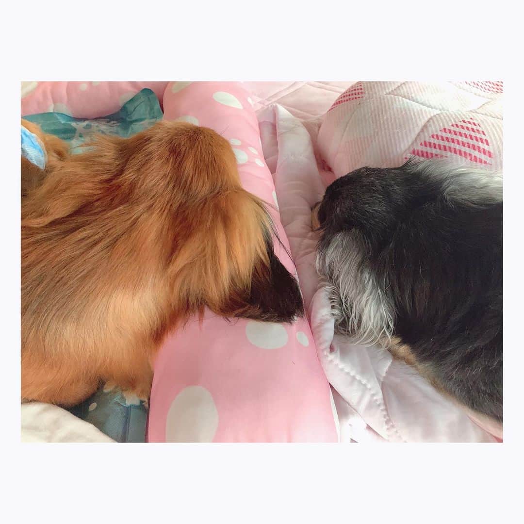 くりかさんのインスタグラム写真 - (くりかInstagram)「新しい家族ができました☺️🫶💐  ダックスの4歳 りこちゃんです🐕♡  りこはなぁ、保護犬やったんよ 繁殖引退犬で、いっぱいがんばったの。  もう家族になって１ヶ月弱かなぁ。  来た初日にくりかも実家で一緒に迎えられたんやけど、会った瞬間に膝のうえに乗ってきてくれて、もう会った瞬間からでれでれ🤤笑  でもな、やっぱりすっごく怯えてることが多くて、外でさんぽもしたことないから、車とか自転車とか人にびっくりして怖くて震えちゃったり、抱っこも慣れてないからめっちゃかたまって手と足ぴーんってなって、りこかたいなぁ言いながら抱っこしてたり☺️  まだまだ震えちゃうときもあるけど、今では足ばーん開いてお腹丸出しで寝てくれるようになったよ♡  お盆にも3日間一緒にいられて、しっぽぶんぶんで撫でてー！！！ってお腹出してくれるようにもなって、もぉ愛おしい愛おしぃ🥹  もうばいばいしておうち帰ってきてるんやけど、キョロキョロしてくりか探してるってLINE来て泣けてきちゃう🥹♡  あんちゃんもあいかわらず元気🐶🌺  でもな、ひめが春に亡くなってから、分離不安症になってしまって。  あんは生まれたときからずっと隣にはひーちゃんがいて、ひとりになったことがなかったの  だから、ひーちゃんの遺骨の前でずっと伏せして過ごしてたり、朝まで寝なくなったりさんぽも歩かんくなったり 表情もなんかすっごく悲しそうで寂しそうやったんよね。  それを毎日みてる家族も心苦しかったやろなぁって思うし、あんのためにも迎えたいって思ったんやって。  でも、りこが来てからいきいきして元気になった☺️  あんちゃん、ひーちゃんおるときもずっとかまってちゃんの焼きもち焼きやったから家新しい家族を迎えるのも心配ではあったんよね。  でもな、そんな心配まったくなくてりこが来てからすっごいお姉ちゃんになったんよ🥹  初日からあんちゃんの寝床でふたりで寝てたのみたときはほんと感動したなぁ。 あと、ハウスしてるりこをずっと外から見てる姿がたまらなく愛おしかったから写真も貼っとく♡ 動物園の檻の中におる動物みてる人みたいやった笑  今では、あんが先お風呂入って、りこが次にお風呂入ってたら、わたしのりこどこやー！！！みたいなかんじになってりこが引くくらいりこ大好きあんです🫶  愛おしいてしゃーないふたり♡  ひーちゃんも安心してくれてるんちゃうかなぁって思うよ☺️💐  めちゃくちゃ長くなってしまったやん！ りこちゃんよろしくお願いします♡  たまにストーリーとかに出てくると思う🐶🐶  #ひめあんりこ #だいすきな家族 #保護犬 #繁殖引退犬」8月17日 22時19分 - kurika_ayumikurikamaki