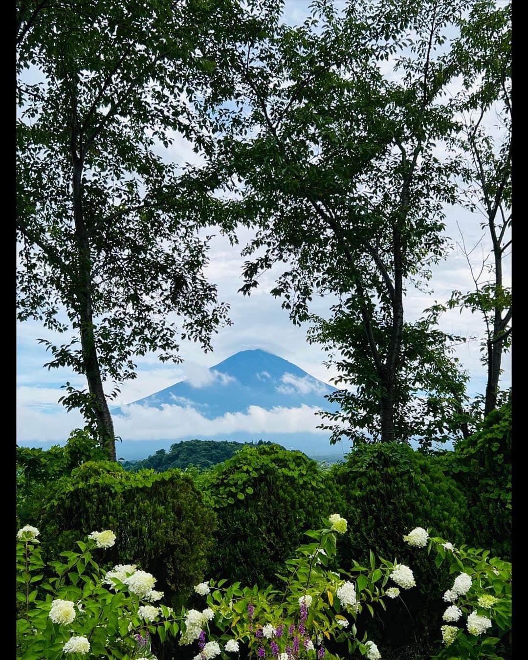 鈴木蘭々のインスタグラム：「お花と富士山🌸🌼🗻☺️  平和感漂う写真に映るこの富士山も  まだまだ若い現役の活火山🌋🌋🌋  長ーい地球の歴史から見れば産まれたてホヤホヤの赤ちゃん火山👶🌋  たまたま今は大人しくしているだけ👀  近年最後の噴火は1707年の12月の宝永大噴火🌋🌋🌋ですって👀  空は灰の影響で江戸の町でも暗くて行燈が必要な程だったのだそう。  灰が雪のように降って川や水路の水も台無しに…🙄  東日本大震災を機にそろそろ富士山が噴火するんじゃ無いかって巷でも噂ですけど…  所詮人間には憂う事しかできない…  #富士山 #一回だけ登った事がある #高山病でダウン🙄 #リベンジとして2回目も誘われたけど #断りました（笑） #大石公園 #河口湖」