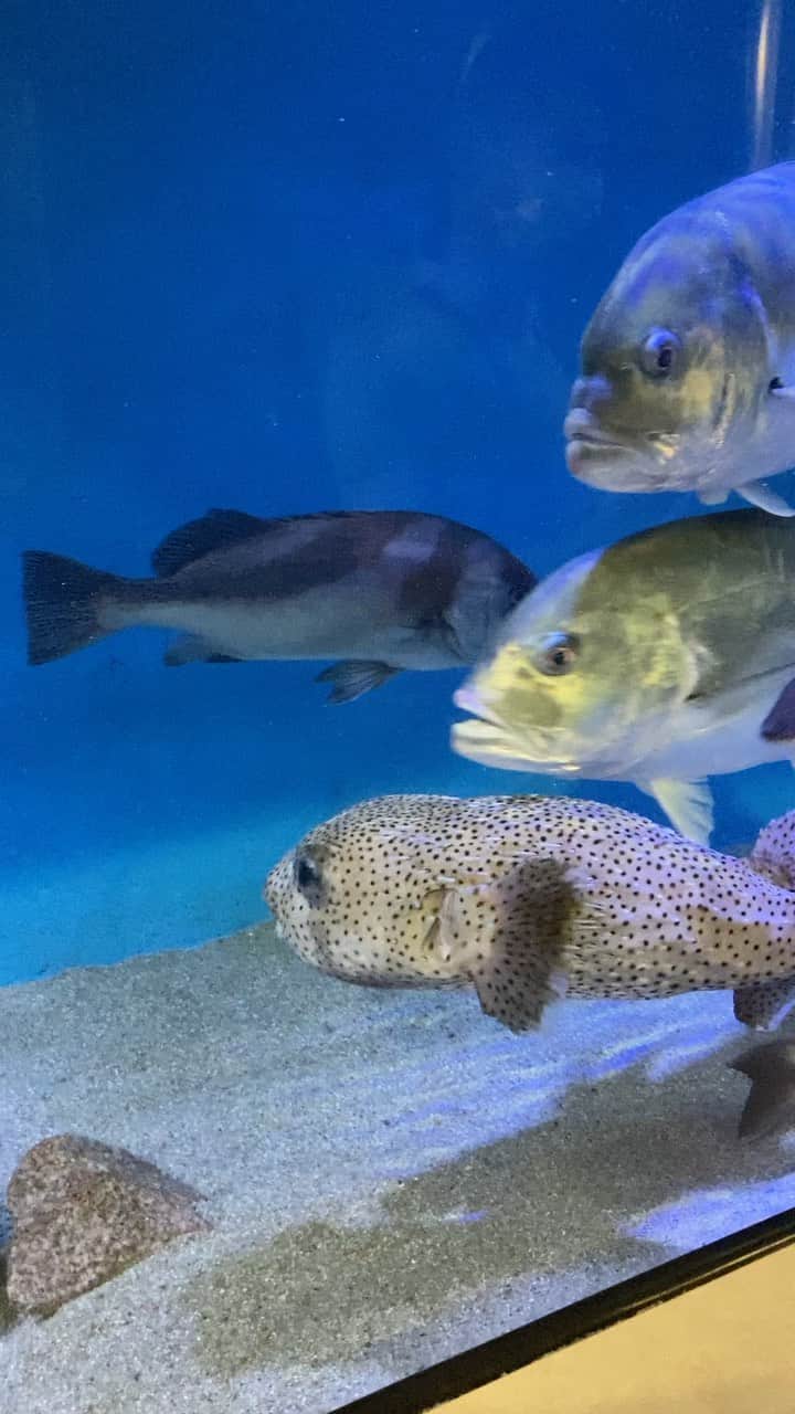 鵜飼孝治のインスタグラム：「以前the ARROWSでラグーナ蒲郡行ったなーと思いながら、そのすぐ近くの竹島水族館！GT！」