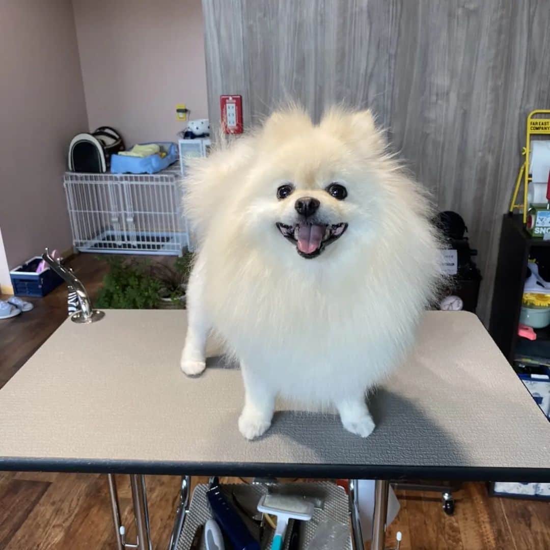 京野美麗のインスタグラム：「Latte*ちゃん、今日はtrimming salonです！」