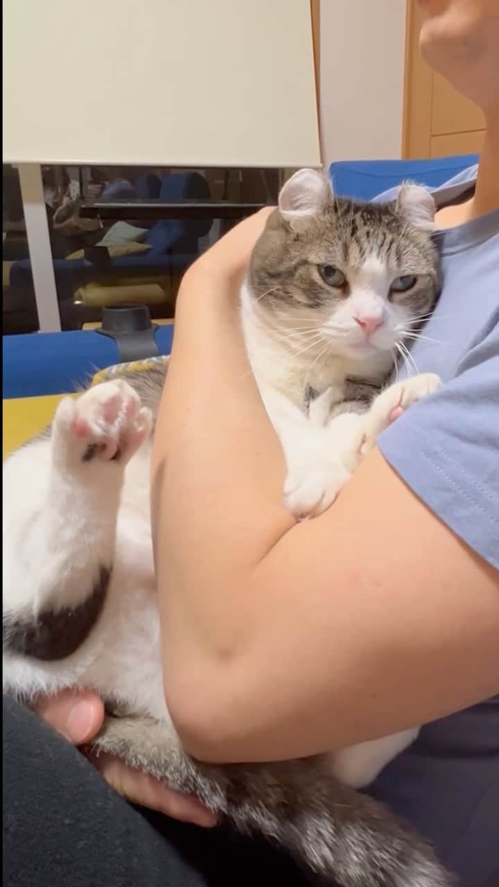 スノーのインスタグラム：「Healing my human😼人間癒やすの大変。たまには人間に癒やされるのも良き • #癒し  #meowed #catsofinstagram #catlovers #cats_of_instagram #catstagram #cat #cats #kucing #gato #chat #catloversclub #catlover #9gag #weeklyfluff #kedi #katze #kawaii #neko #instagramjapan #고양이 #кот #แมว #猫 #ふわもこ部 #ペコねこ部」