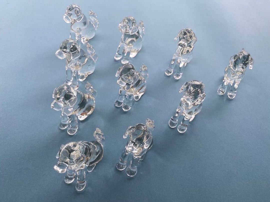 のインスタグラム：「ももえをモチーフにしたワンちゃんシリーズアクセサリー「BETTER TOGETHER 」を作っていだいている、HARIOランプワークファクトリーさんの熟練の職人さんにお作りいただいたガラスのももえ10体が完成しました🥰  これからお友達のところに出発します🐾  （こちらの置物は非売品になります）  最後の動画は昨年8月の夕方のお散歩の時のものです🐾 @hario_lwf  @better_together_hariolwf  #ハリオランプワークファクトリー」