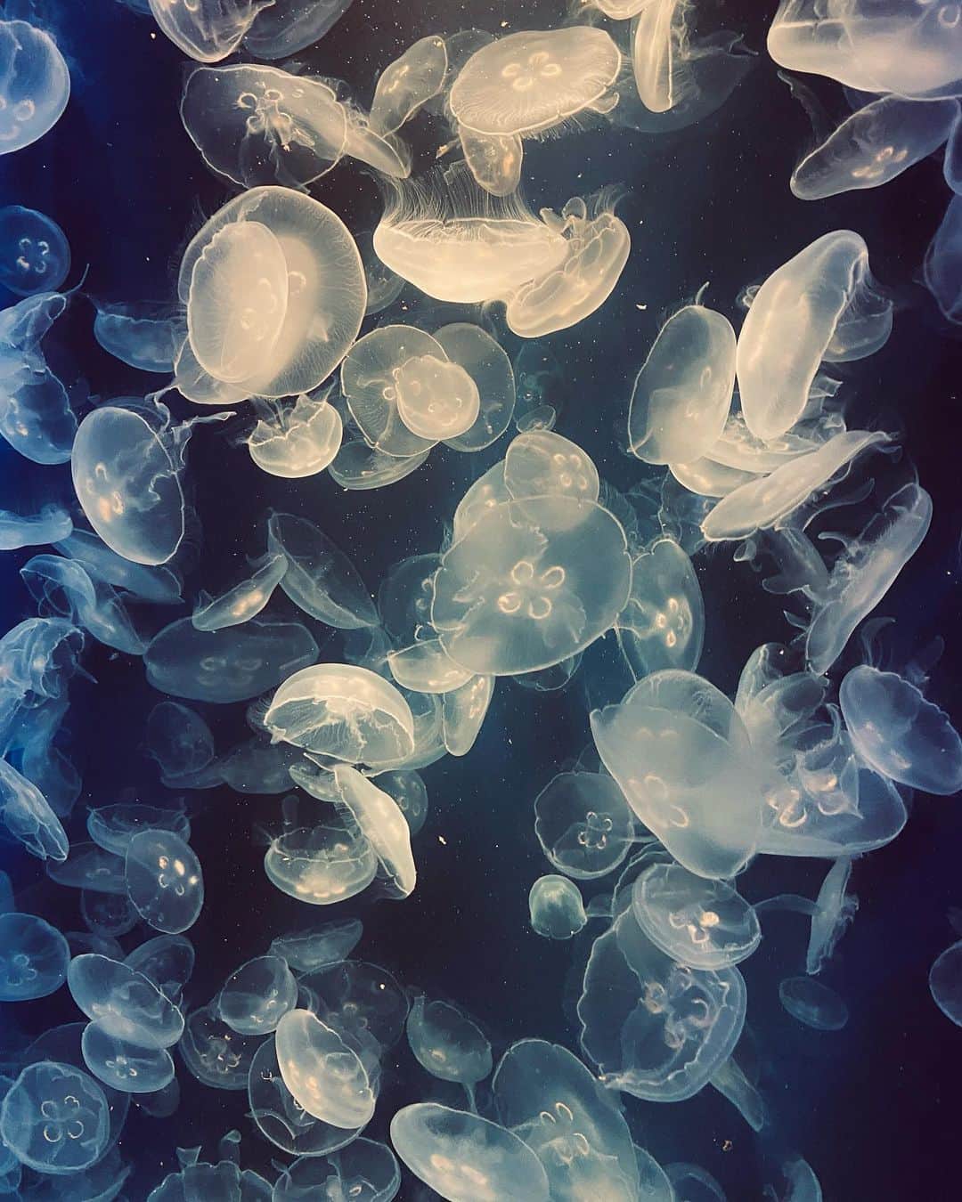 MAYUKIのインスタグラム：「#jellyfish」