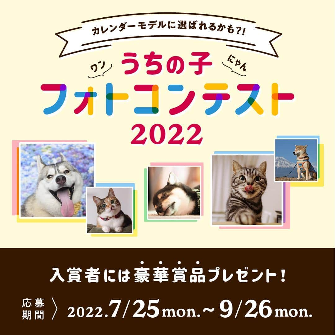 アイペット ペットスナップキャンペーンのインスタグラム：「【うちの子フォトコンテスト2022】開催中📷  全国のワンちゃん🐶ネコちゃん🐱飼い主のみなさま✨ うちの子のベストショット、 ぜひフォトコンテストに投稿してみませんか❓  投稿したお写真は、カレンダー付きの待受画像として ダウンロードしていただけます📲  もちろん、虹の橋を渡ってお空にいる ワンちゃん・ネコちゃんの参加もOK🌈  ご応募お待ちしております💗  ▼詳細はストーリーズから▼ @ipet__ins  【うちの子フォトコンテスト2022】  https://www.ipetclub.jp/fun/calendar/2022  #ipetうちの子フォトコンテスト2022 #ipet #アイペット #ペットは家族 #いぬすたぐらむ  #ねこすたぐらむ #虹の橋 #秘密結社老犬倶楽部天国支部」