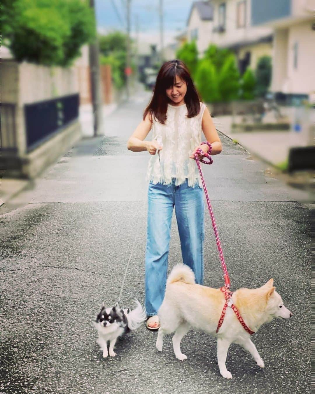 吉永愛さんのインスタグラム写真 - (吉永愛Instagram)「雨が止んだすきに🐕 #散歩  #ゆきちゃん　#まるくん #柴犬 #白柴 #チワワ #dog #dogstagram #dogsofinstagram  #doglife #犬好き　#犬好きな人と繋がりたい #癒し」9月2日 18時24分 - a.i.yy