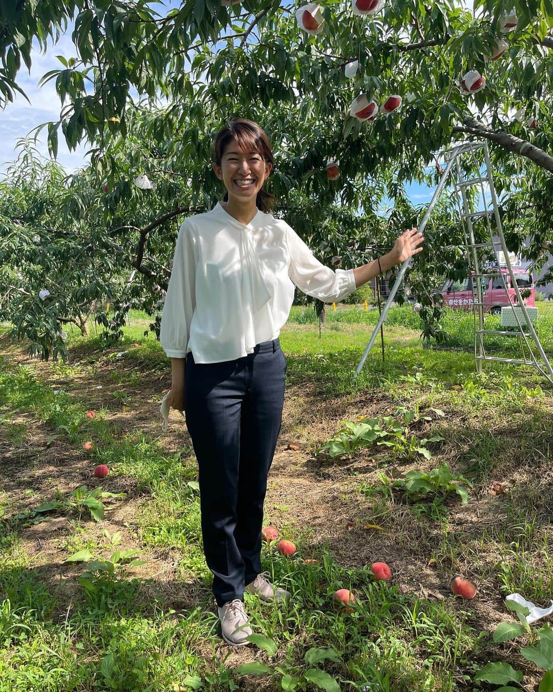 森下千里のインスタグラム：「#奥松島 #宮戸の桃  直売所もそろそろ終わりと聞いて、 訪ねてみました。  自然と落ちてしまった桃には蜂が。 桃園の周りには、 ハクビシンとタヌキ予防の仕掛けが。 午後は子供たちが 桃を取りに来るそうです。  東日本大震災で被災した農地で 漁師さんたちが桃やイチヂクを栽培してるのです。 どれほど、ご苦労なさったことか。  桃は少しかたいほうが美味しいとのこと。 食べたことない、 シャキッとした身に甘さがじわり。  本当に美味しく、 #まぼろしの桃　と言われるものわかります。  たくさんの方に、 食べていただきたいです。」