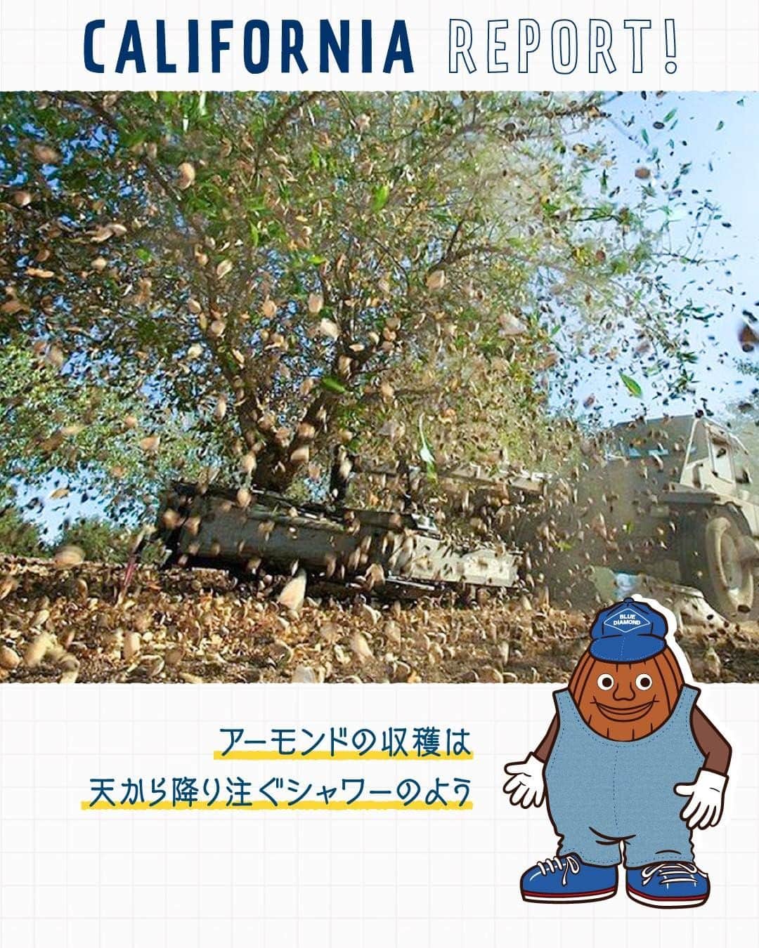 アーモンド・ブリーズのインスタグラム：「. 8~10月はアーモンドの収穫期です🥜🌿  アーモンドの実は自ら落ちないため、 専用の機械「シェイカー」を使って木を揺らし、 熟した実を落とします🚜💨  一斉にアーモンドが降る光景は、まるでシャワー🍃🚿  農園主たちは これを「アーモンドシャワー」と呼んで、 自然の実りに感謝しながら 今年もアーモンドを収穫します！  ________________________________________  💎プロフィールのURLから”𝗣𝗿𝗼𝗱𝘂𝗰𝘁“をチェック！ 　@bluediamondalmondsjp  🛒 Amazonでもご購入可能です。  　※公式サイトからも 　　Amazonページへ行くことができます。 ________________________________________  #ブルーダイヤモンドアーモンド #アーモンドブリーズ #アーモンドミルク #productofcalifornia #プラントベース  #プラントベースフード」