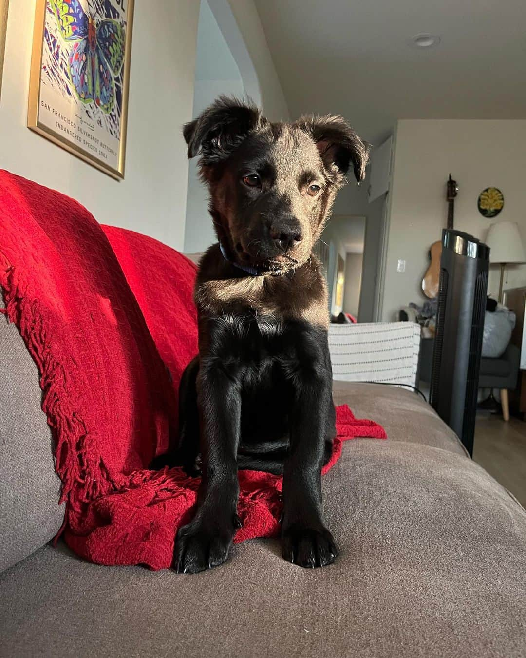 グレース・ビクトリア・コックスさんのインスタグラム写真 - (グレース・ビクトリア・コックスInstagram)「Update: echo is adopted!!! My perfect(!!!) foster girly, Echo, is available for adoption through @wagsandwalks! Echo is around 9 weeks old and is already 22 pounds!! She’s listed as a lab mix and I’m thinking she’s going to be a VERY big girl! ❤️❤️ Echo is SO special. She’s the sweetest puppy you’ll ever meet. She loves being cuddled, carried, and acting like your little shadow!!!Echo adores ALL people and other dogs- her fav activities are romping around with my dog, playing with all of her toys, and curling up for a nap next to her people 💖💖💖 If you’re looking for a new best friend, you can submit an application to adopt Echo on the Wags and Walks website! If you have any questions about Echo please let me know and I would be so happy to tell you more about her!! ❣️」8月19日 3時24分 - gracevcox