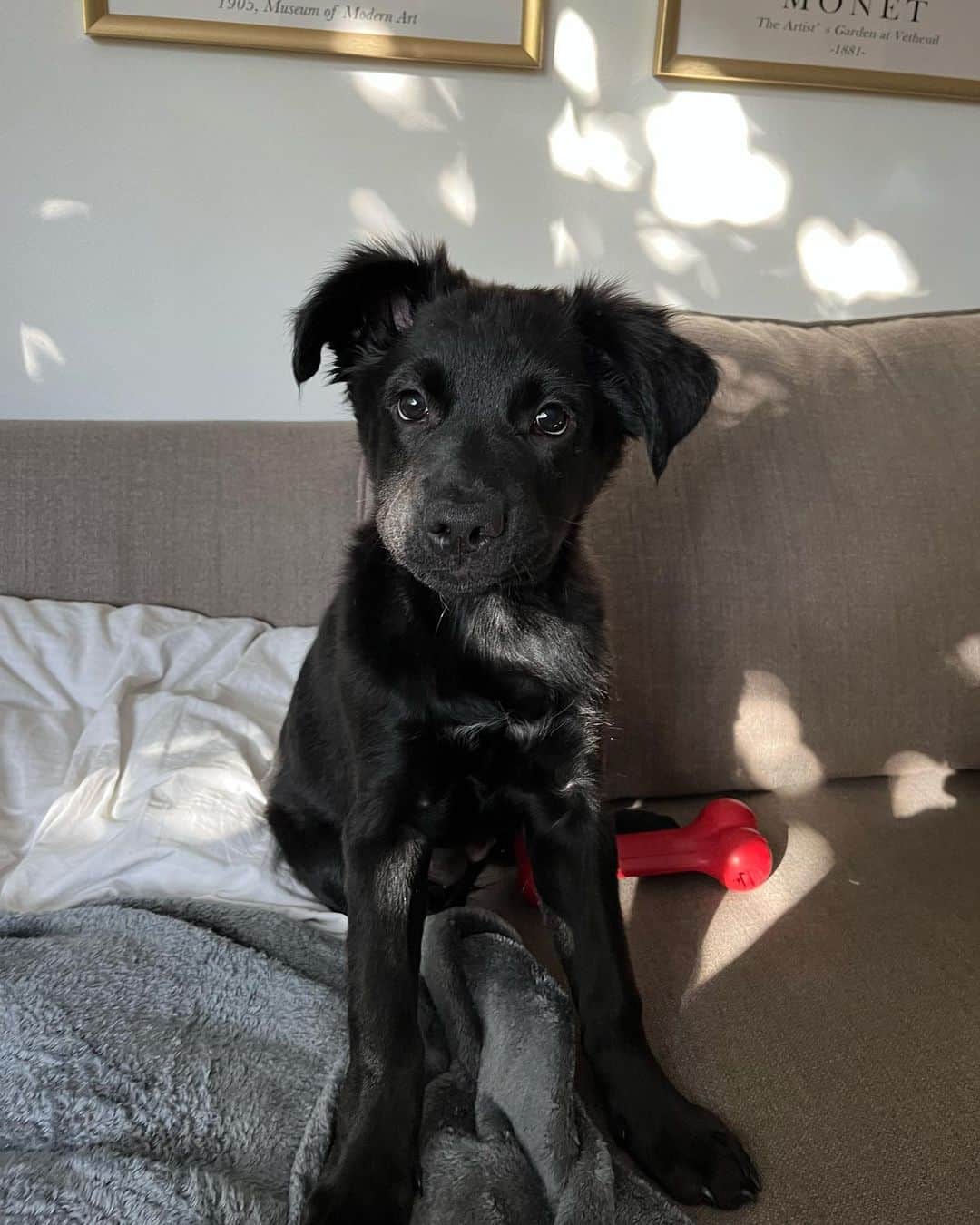 グレース・ビクトリア・コックスのインスタグラム：「Update: echo is adopted!!! My perfect(!!!) foster girly, Echo, is available for adoption through @wagsandwalks! Echo is around 9 weeks old and is already 22 pounds!! She’s listed as a lab mix and I’m thinking she’s going to be a VERY big girl! ❤️❤️ Echo is SO special. She’s the sweetest puppy you’ll ever meet. She loves being cuddled, carried, and acting like your little shadow!!!Echo adores ALL people and other dogs- her fav activities are romping around with my dog, playing with all of her toys, and curling up for a nap next to her people 💖💖💖 If you’re looking for a new best friend, you can submit an application to adopt Echo on the Wags and Walks website! If you have any questions about Echo please let me know and I would be so happy to tell you more about her!! ❣️」