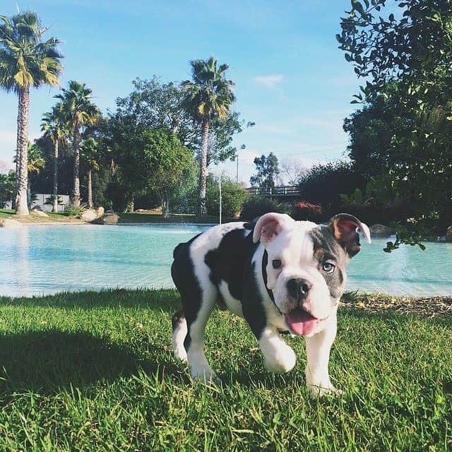 Bodhi & Butters & Bubbahのインスタグラム：「Happy Heavenly Birthday to our sweet Baby Butters 🤍🐶🤍 we miss you so much 🤍  #bulldogstuff #bulldogstuffbesties #bulldog #bulldogsofig #squishyfacecrew #englishbulldog #bulldogpuppy #weeklyfluff #dogsofinstagram #igbulldogs #bulldoglife #bulldogs #bulldoglove #puppy #puppylove #puppiesmakemehappy」