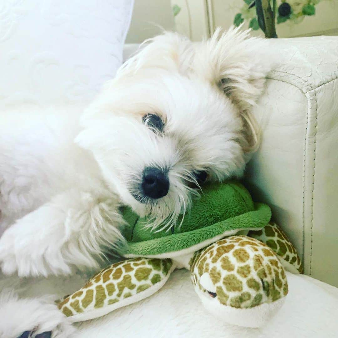 のインスタグラム：「ぬいぐるみを枕がわりにするボー。 #ぼれろ🐾 #ボレロ日記」
