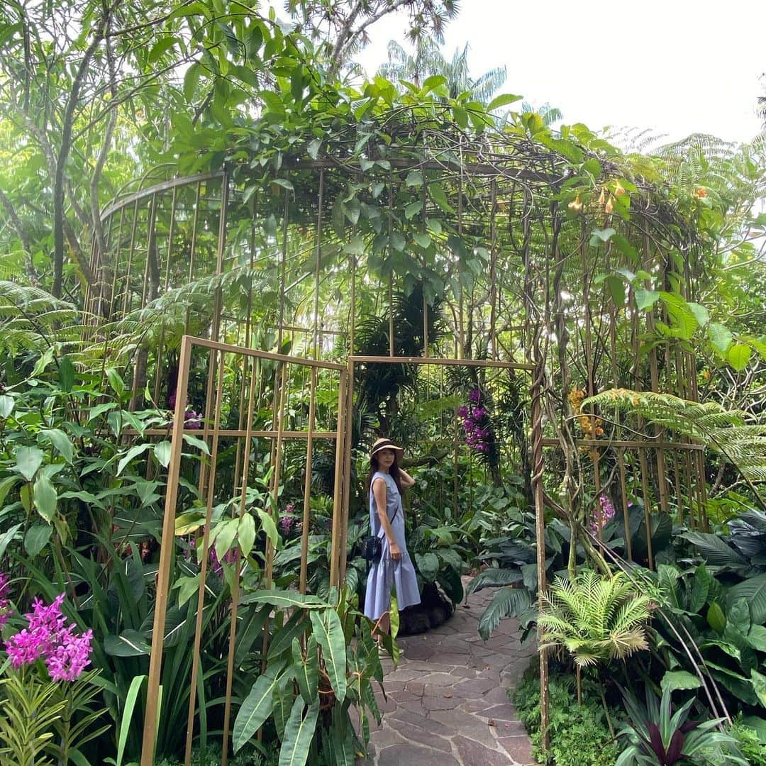 若井久美子さんのインスタグラム写真 - (若井久美子Instagram)「世界遺産に指定されているシンガポールにあるボタニックガーデン🌴🌳🪷 家族の仕事の関係でシンガポールに滞在していました。 ボタニックガーデン園内はあまりに広く、全部は見きれなかったのですが、ナショナルオーキッドガーデンの蘭の種類と美しさには感動しっぱなしでした✨ この規模の公園の花達を健康に維持させるのは大変なことだろうなぁ🥹✨  #botanicgarden  #ボタニックガーデン  #singapore  #シンガポール」8月19日 19時13分 - wakai_kumiko