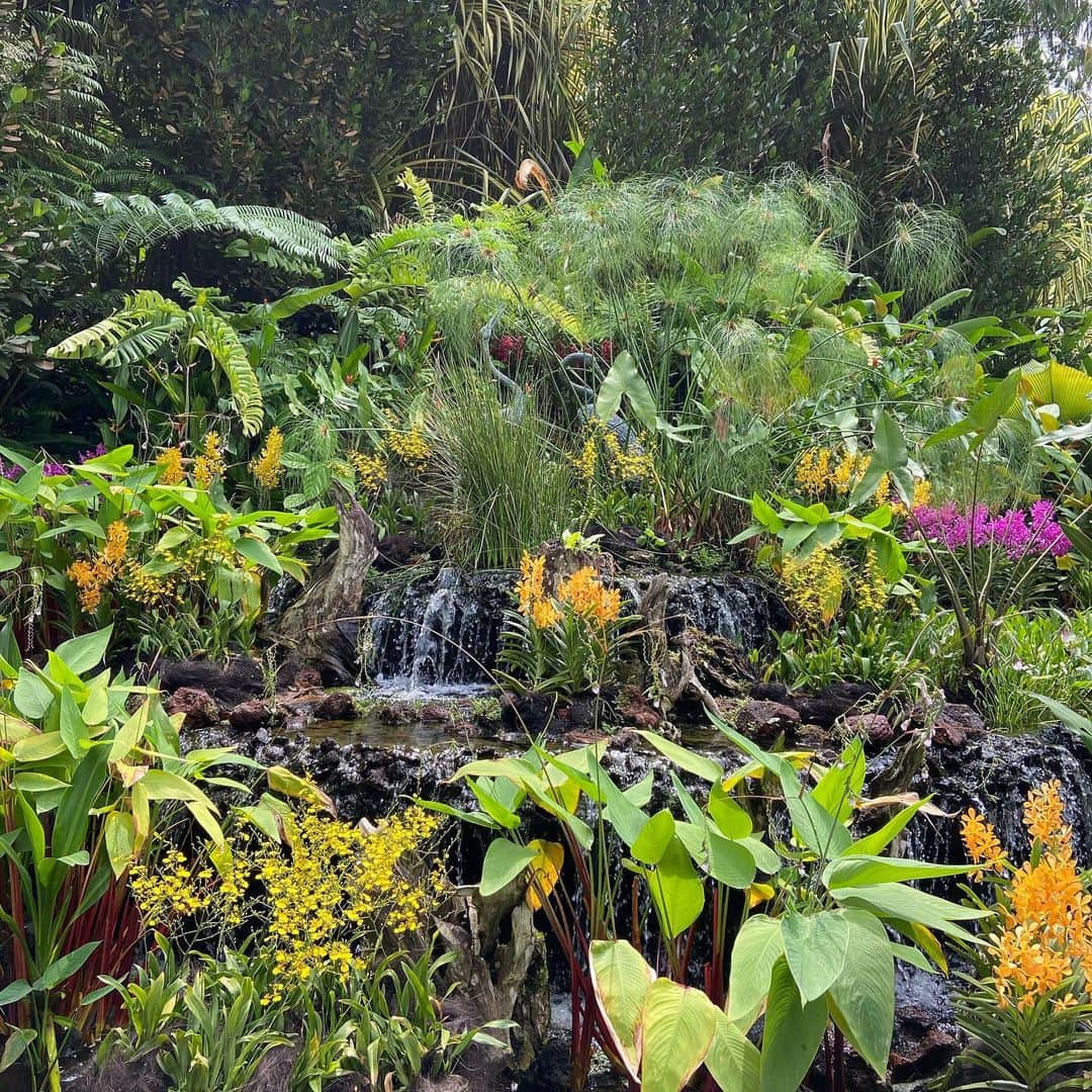 若井久美子さんのインスタグラム写真 - (若井久美子Instagram)「世界遺産に指定されているシンガポールにあるボタニックガーデン🌴🌳🪷 家族の仕事の関係でシンガポールに滞在していました。 ボタニックガーデン園内はあまりに広く、全部は見きれなかったのですが、ナショナルオーキッドガーデンの蘭の種類と美しさには感動しっぱなしでした✨ この規模の公園の花達を健康に維持させるのは大変なことだろうなぁ🥹✨  #botanicgarden  #ボタニックガーデン  #singapore  #シンガポール」8月19日 19時13分 - wakai_kumiko