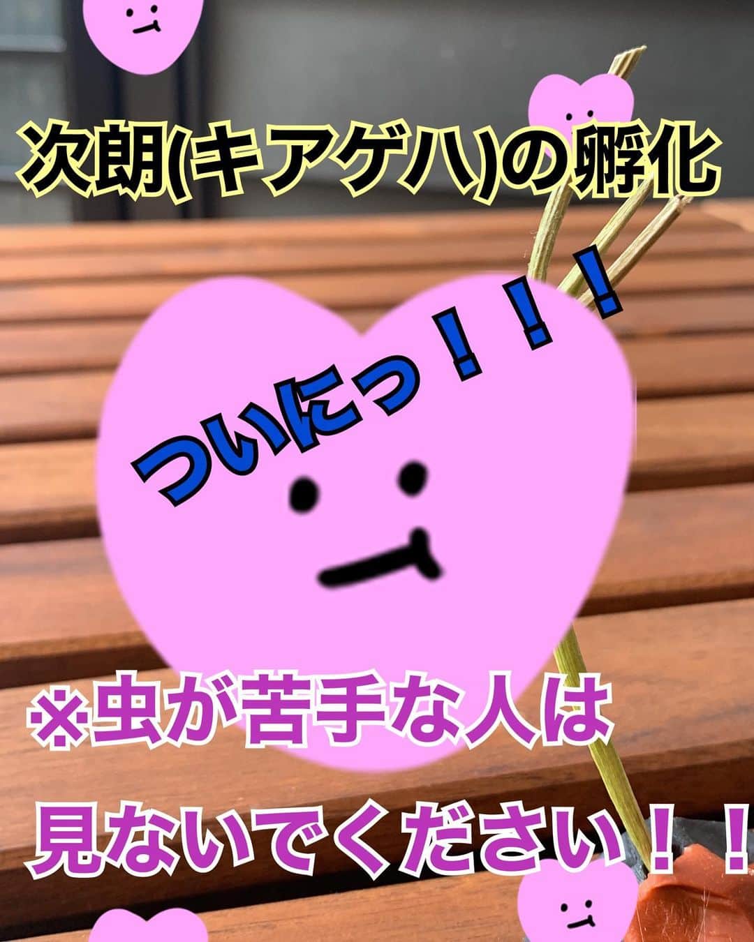 馬渕智子のインスタグラム：「今朝の二瓶家インスタライブをご覧いただいた約3万人の皆さま(盛ってる)！！ ついにキアゲハの次朗が孵化しました😍  珍しく蒼一朗が早く行くと言い出し、家を出た５分後に孵化したみたいです😂 いつも通りだったら見れたのにと思いつつ、 きっと次朗は努力してる姿を他人に見せたくないタイプだったんだなーと思っております。 誰もいなくなってから見事、蝶になっていました❤️ どうしても見逃したくなくて、録画したまま出掛けて良かった笑笑✨  虫は全般苦手私ですが、幼虫→蛹(サナギ)と見守ってきたからか、もう我が子のように感じてました😂 無事に飛び立っていったよー❤️  ※2枚目:孵化の様子 ※4枚目:初めて飛んだ瞬間  #次朗 #キアゲハ」