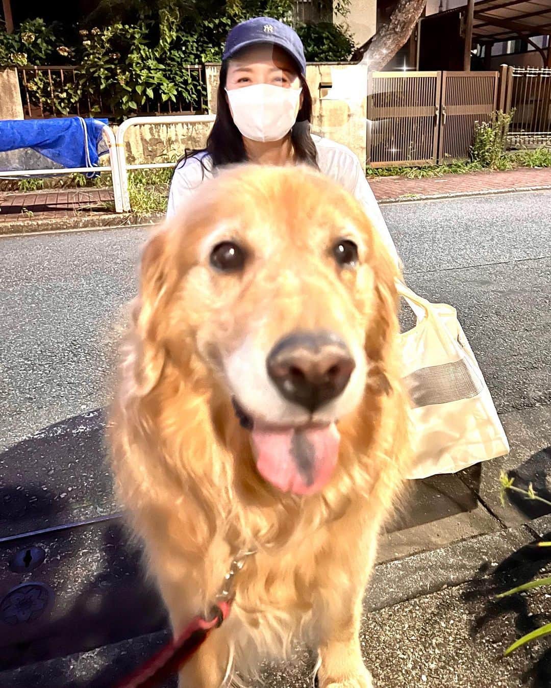のインスタグラム：「お友達のゴールデンレトリバーのスーちゃん（9歳）とラブラドールのカラちゃん（2歳）と🤳 ももえ父さんはたくさん遊んで癒されてました💕 @yukiko.t_with_may」