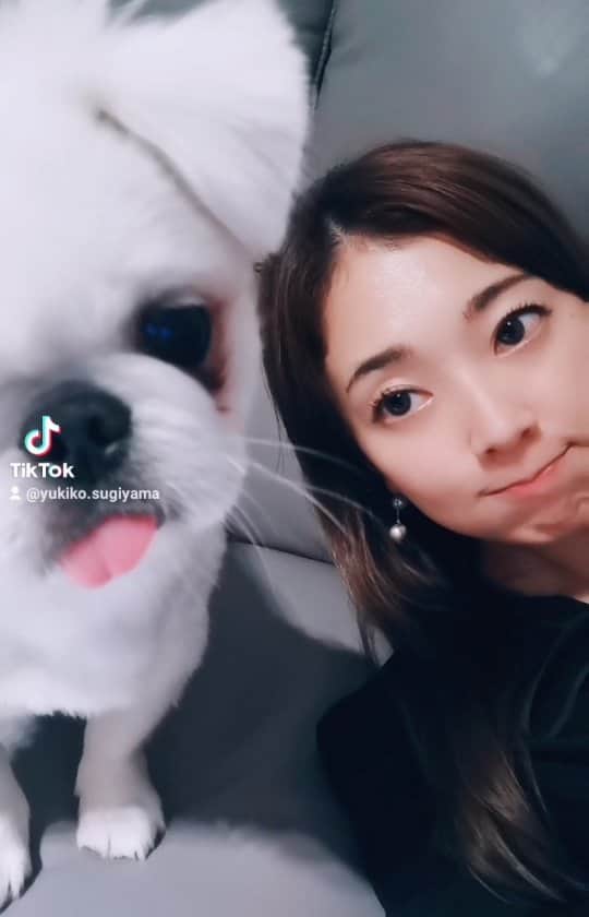 杉山由紀子のインスタグラム：「しらたまとのまったりtimeは TIKTOKに最近あげてます♡ * 音に首をかじけちゃうしらたま❤ * ほんとに愛くるしいやつです♡ * * follow⏩TIKTOK  yukiko.sugiyama」