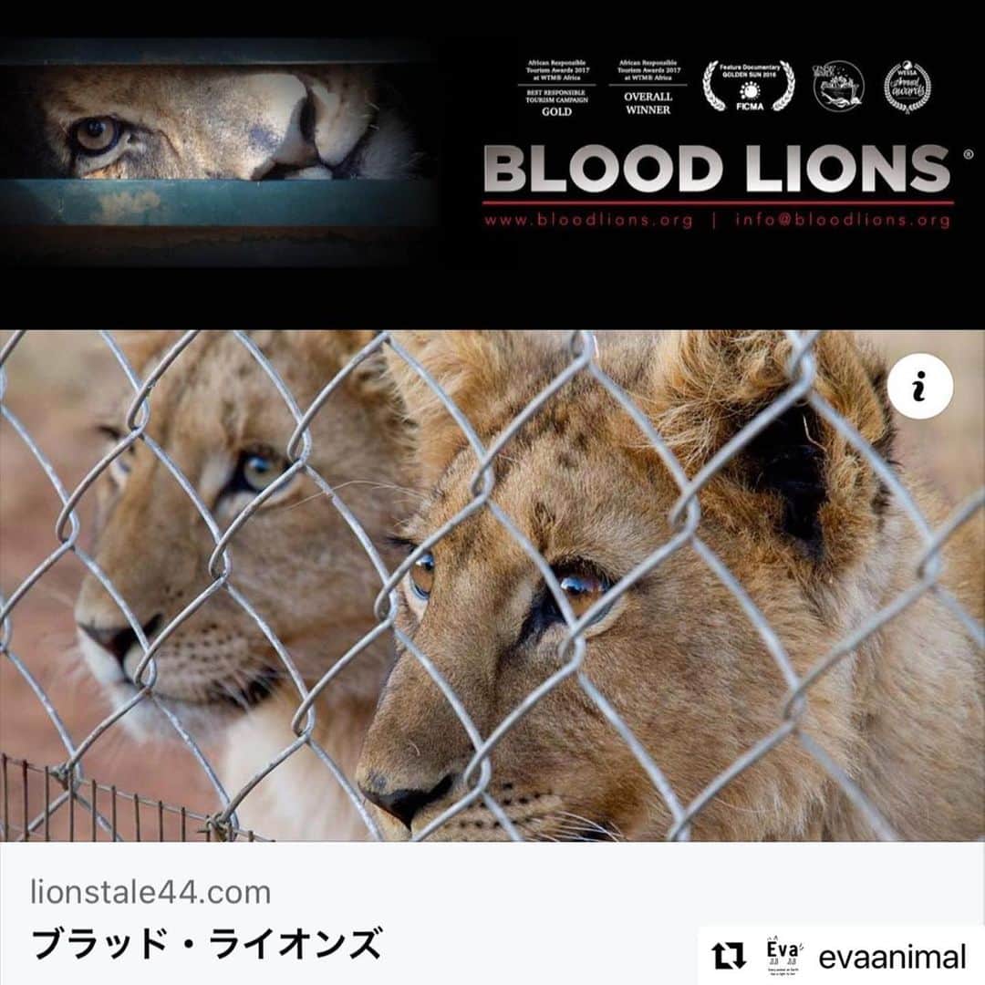 のインスタグラム：「#Repost @evaanimal with @use.repost ・・・ ライオン狩猟ビジネスをテーマにしたドキュメンタリー映画『ブラッド・ライオンズ』❗️  映画『ブラッド・ライオンズ』は、南アフリカのライオン狩猟ビジネス「缶詰狩り（キャンド・ ハンティング）」、そして近年深刻化している虎の骨取引の実態に初めて迫った南アフリカ発のドキュメンタリーです。  缶詰狩りというのは、人工的に繁殖させたライオンをフェンスに囲まれた敷地内に放って娯楽のために射殺させる狩りのこと。  野生ライオンにある顔や体の傷もなく、綺麗な状態のたてがみを持った繁殖ライオンを、獲物保証付き制度で狩り、トロフィーとして持ち帰り武勇伝を語ること、それがハンターの目的です。  野生動物は野生で生きているからこそ美しく尊い存在です。 野生種を監禁し繁殖させ、さらにそれを撃たせるという傲慢なビジネスについて、『ブラッド・ライオンズ』の映画公開から何年もかかり南アフリカ政府はやっと昨年段階的廃止を発表し、今年「南アフリカの生物多様性の保全と持続可能な利用に関する白書案」を公開しました。 まだまだ多くの声が必要です。  こちらの映画無料上映は、今夏残すところあと1回です（9月10日16:00～17:40） 是非お申込みしご覧ください。  ☆南アフリカ政府に対し、飼育下にあるライオンの福祉と幸福を最優先にするよう要請するための署名もあります！  公式サイトの「WHAT YOU CAN」から。  是非ご覧ください！  https://www.lionstale44.com/blood-lions/  ※ストーリーからリンクしています！ #BloodLions #ブラッドライオンズ #ライオンズテイル #lionstale #缶詰狩り #キャンドハンティング #動物環境福祉協会eva #杉本彩」