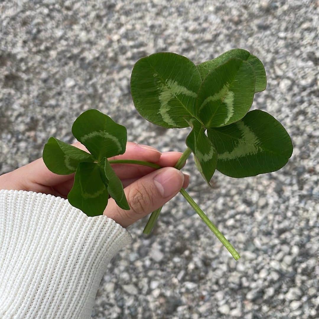 安村真奈のインスタグラム：「🍀」