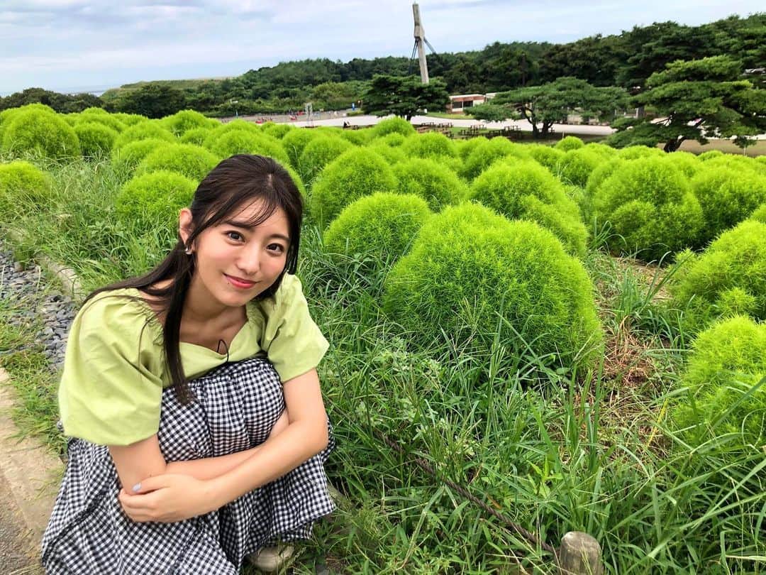 のインスタグラム：「💚 . また告知し忘れた😭 19日のテレビ東京「よじごじDays」にて 国営ひたち海浜公園の夏の植物を紹介しました🪴 . 春にはネモフィラ・菜の花🦋 夏にはもふもふコキア・ジニア・ひまわり🌻 . 季節に合わせて いろんなお花を楽しめます☺️ 秋の紅葉したコキアも楽しみだなあ✨」