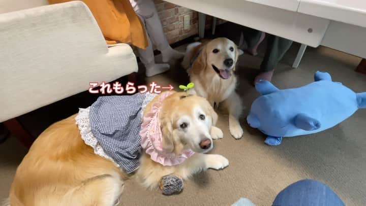 まゆみのインスタグラム：「。 。 阿佐ヶ谷姉妹のようには なかなかいかないですね😂😂 。 ご存知の方もいらっしゃると思いますが😂 月に何度か開催される女子会🤣 。 女子会の日のAPごはんは母担当 。 寝てる場合ではないのよね😂😂 。 。 #恒例の女子会 #女はいくつになっても女子 #葉っぱもらった🌱 。 #ゴールデンレトリバー#goldenretriever#dog#犬#あーぺー」