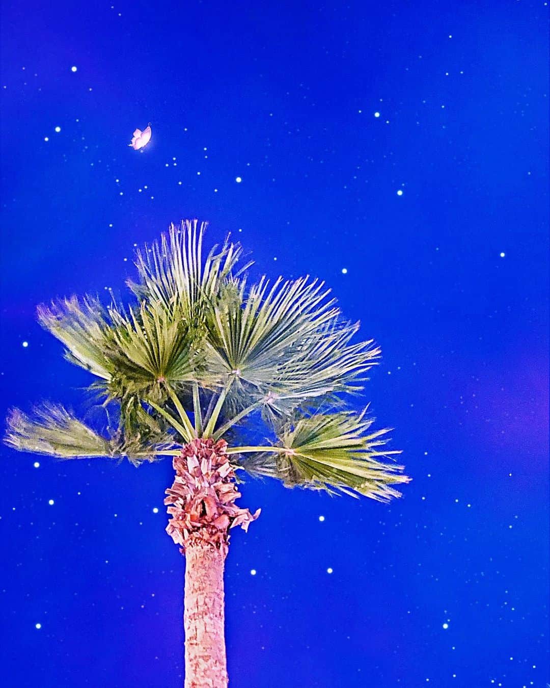 アンジェリカのインスタグラム：「𝑠𝑒𝑒 𝑦𝑜𝑢 𝑡𝑜𝑚𝑜𝑟𝑟𝑜𝑤 ⏳🩻🪄 ━━━━━━━━━━━━━━━ . . . 🌴🙏🏻」