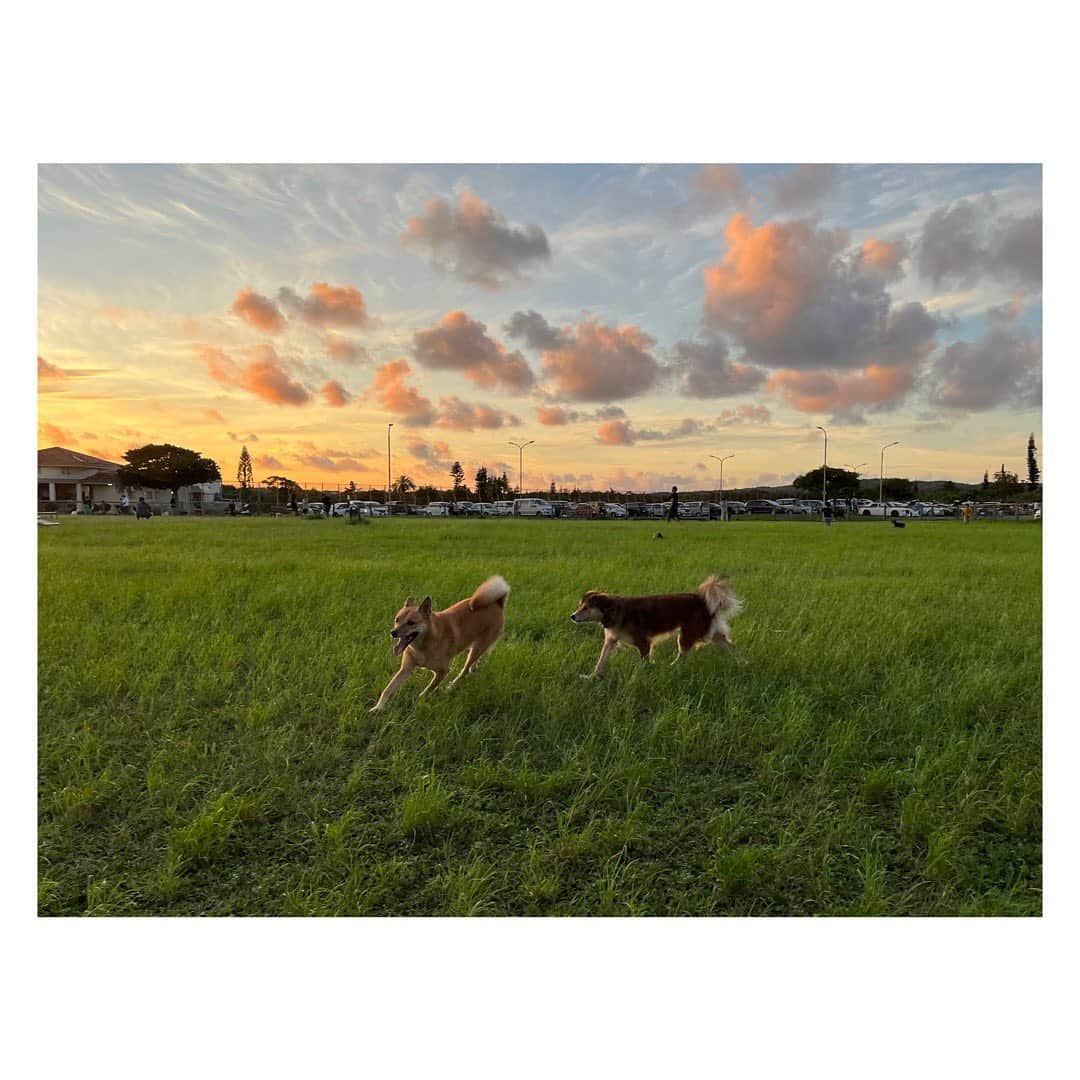 田辺あゆみのインスタグラム：「🐕 夕暮れ時のドッグラン。 兄弟のような、ミランと🐶 終始楽しそうにはしゃいでいたなー。  そして最近の空がやばいです。 アグの顔も、ちがう意味でやばいです。  #agnesmix」