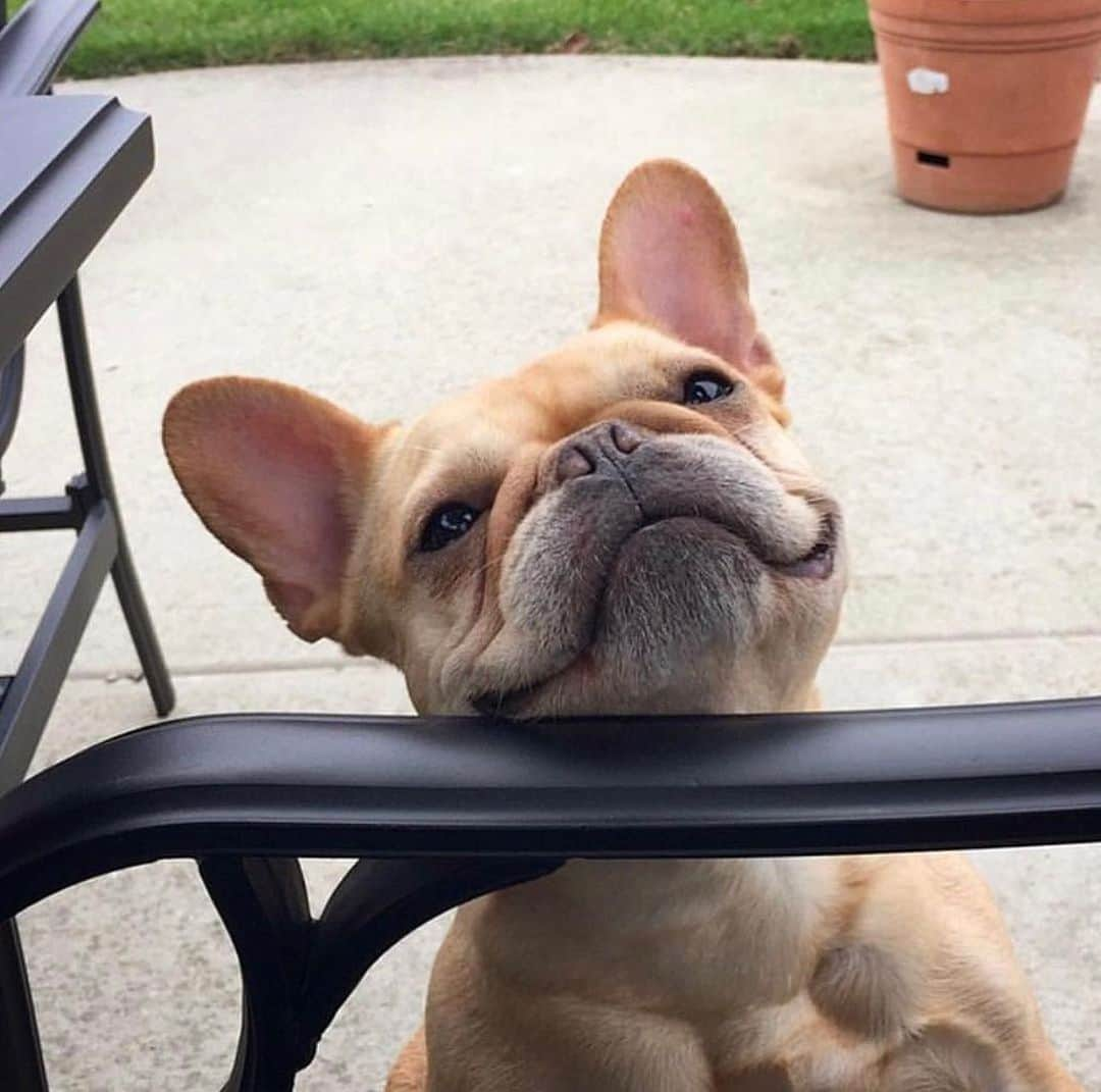 Hamlinさんのインスタグラム写真 - (HamlinInstagram)「Pssst…hey human….look down here. Help out this smiley golden potato by sharing some of your delicious eats. I’ll take some of your chicken, lettuce, brussels sprouts, even the piece of rice stuck between the prongs of your fork. I ain’t picky.  Wishing this little guy (what would have been) a happy birthday. 🎉🖤  #happybirthday #13yearsold #smile」8月21日 12時12分 - hamlin_the_frenchie