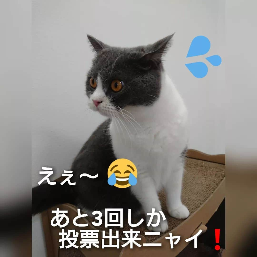 高橋靖子さんのインスタグラム写真 - (高橋靖子Instagram)「あと3回しか投票出来ニャイよ〜🐈おやすにポチっとな〰️🐾🐾🐾 #猫  #ブリティッシュショートヘア  #cat  #にゃんすたぐらむ  #猫のいるくらし  #고양이  #브리티쉬숏헤어  #토토 #吉本新喜劇  #吉本新喜劇総選挙  #新喜劇」8月21日 12時57分 - oyasupororo