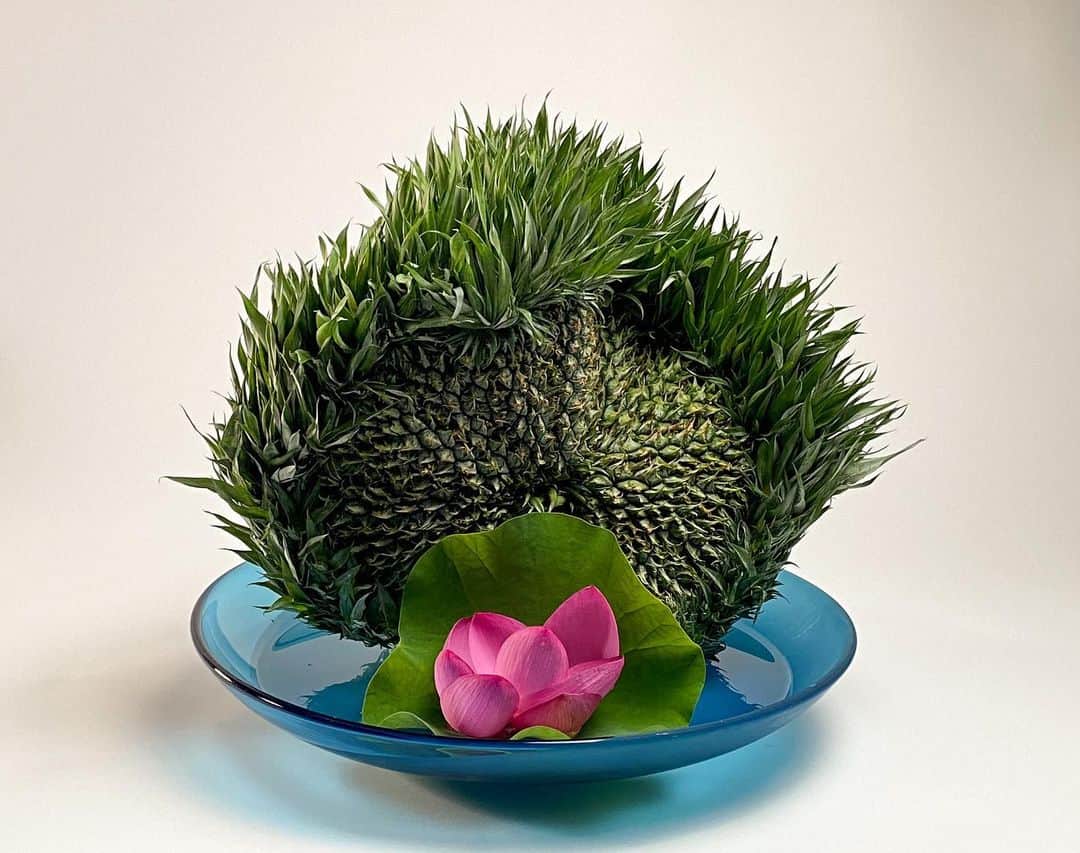 小原宏貴のインスタグラム：「〜〜〜  #パイナップル #蓮   #pineapple #lotus   A fasciated pineapple 🍍  Its unique shape is very interesting.  偶然出会った石化したパイナップル。 石化は植物に見られる帯化・綴化とも呼ばれる現象で、成長点の異常により独特でユニークな形がうまれます。 石化鶏頭や石化柳などが一般的ですね。 果物ではこうしたものは規格外品なので出回りませんが、開催中の#おいしいいけばな展 に蓮と取合せて登場してもらいました。 迫力ある姿をお楽しみ下さい。  〜〜〜  #小原流 #いけばな小原流 #ohararyu  #oharaschoolofikebana #いけばな #插花 #花藝 #ikebana #華道 #小原宏貴 #hirokiohara #花のある暮らし #花好きの人と繋がりたい #flowerstagram #flowersofinstagram #flowerartist #flower #flowers #flowerlovers #flowerphotography #instaflower #deliciousikebana  #fasciation #まだ熟してない」