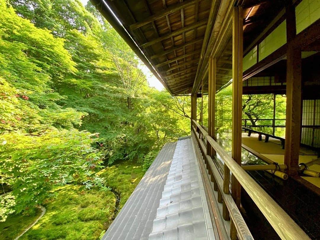 千倉里菜さんのインスタグラム写真 - (千倉里菜Instagram)「#京都 #瑠璃光院 の #青もみじ  綺麗に写真撮れてたので載せます֊ ̫ ֊ 置いてある大きなテーブルに反射してすごく綺麗に撮れます✨  高校に上がるまではずっと和室で暮らしてきたから、この畳と木の空間が落ち着いて好きです☺️ こういう部屋でいるとエアコンなくても暑さがそんなに気にならない🍃  最後の写真は可愛くて美味しかった #茶寮 の #苺フラワー最中 🍓 ひと口だったけど😂  #京都観光 #京都旅行 #女子旅」8月21日 20時00分 - rina_amatsuma
