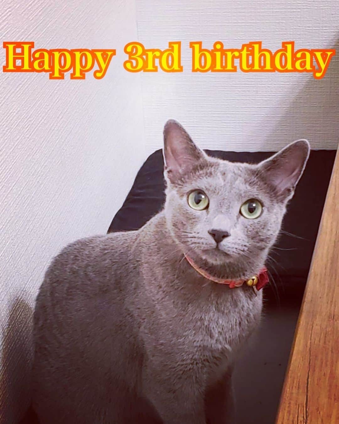 ちなり（高橋知成）のインスタグラム：「今日はルイくんの3歳のお誕生日です！！！おめでとう🎉あいしてるよー！！  #ロシアンブルー #russianblue #猫 #猫のいる暮らし #luis #ルイ」