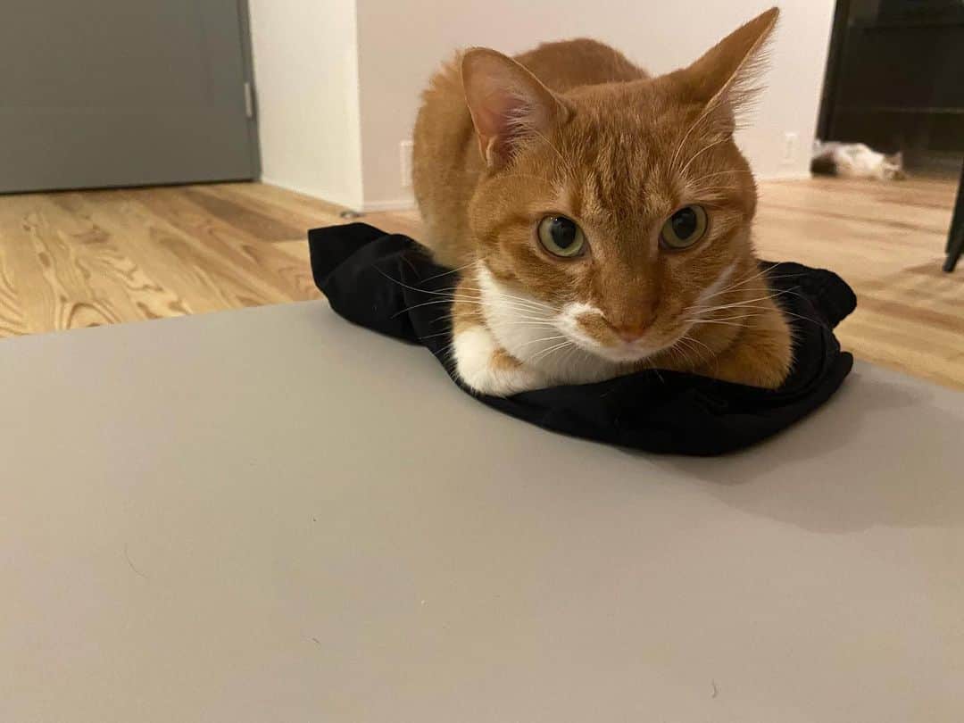 ひよりのインスタグラム：「絶対に退かない😾 飼い主の服の上😇」