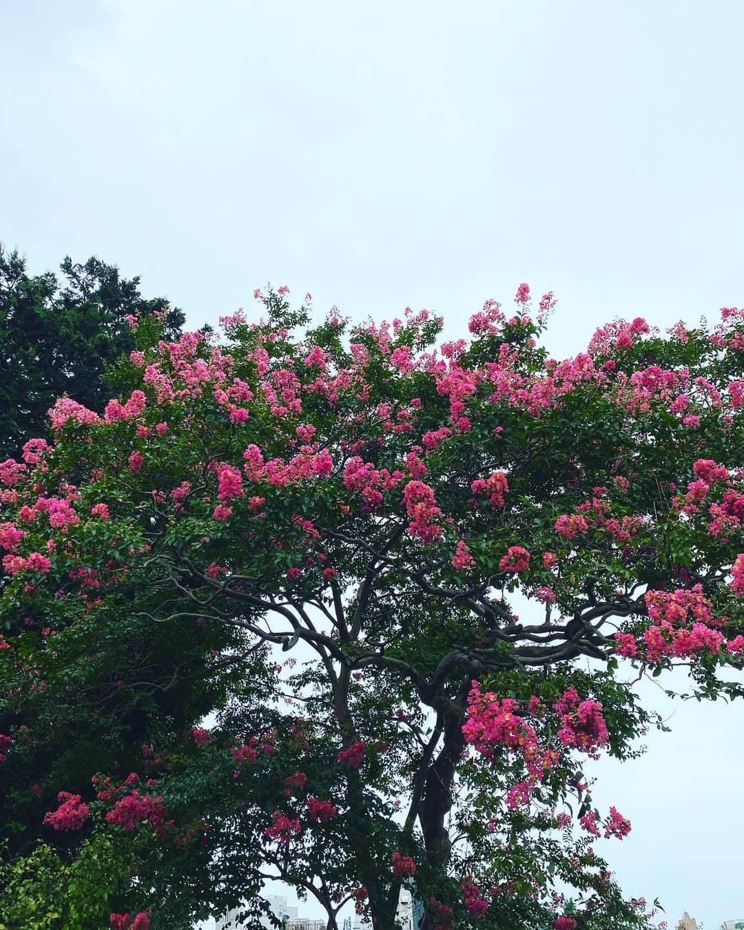 高岡早紀 さんのインスタグラム写真 - (高岡早紀 Instagram)「おはよ。 久しぶりにゆっくり朝散歩。。 立派な"さるすべり"の木。 たっぷりと深呼吸。。  #朝散歩」8月22日 9時02分 - saki_takaoka