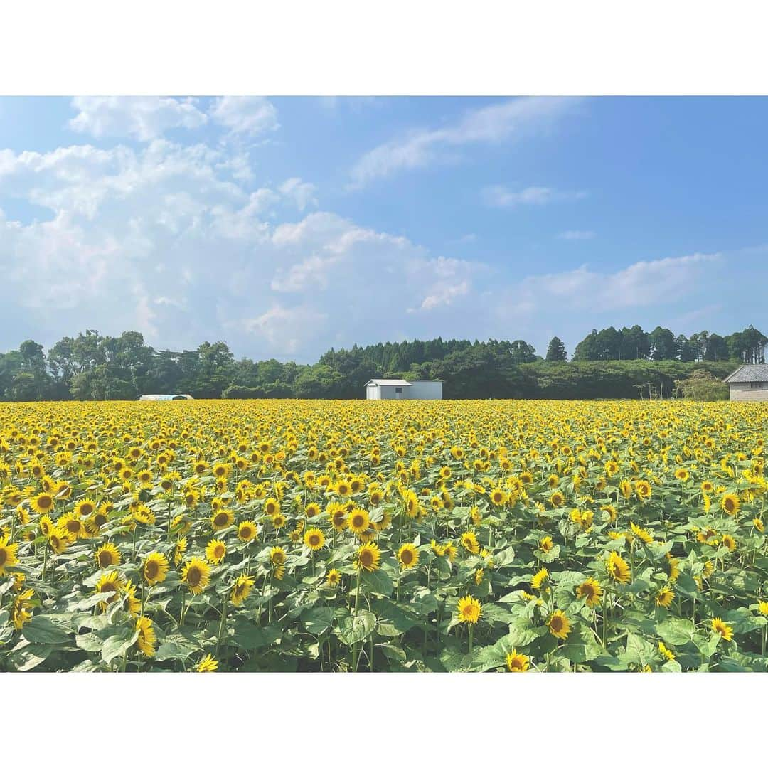 武田華奈のインスタグラム：「. キャベツ栽培の盛んな高鍋町では、夏に緑肥としてひまわりが植えられるので、こんな景色が一面に広がります☺️🌻 畑の前で前フリを撮っていたらちょうど持ち主の農家さんがトラックで通りかかり、 「好きなように使いない。引っこ抜いて持って帰っていいよ！」と👨‍🌾 外も暑かったですが胸も熱くなりました☀︎ お言葉に甘え小さめサイズをいただきました。 ロケが終わったときにはしおれてしまっていましたが😨 水に挿すと元気になりました。 高鍋のひまわりは強いです🌻  #夏」