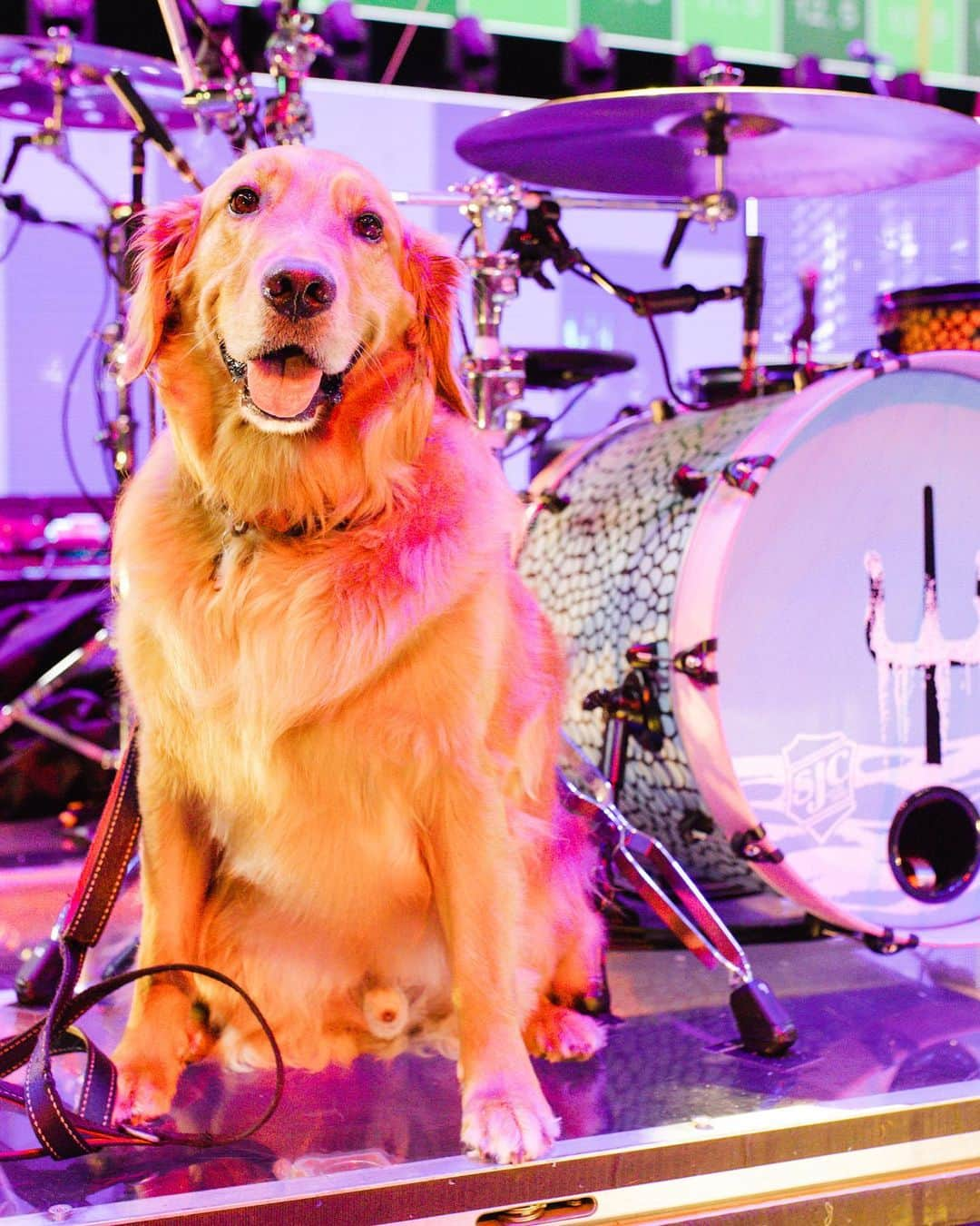 ジョシュ・ダンさんのインスタグラム写真 - (ジョシュ・ダンInstagram)「he had his cake and also ate it.  i never had a dog as a kid, so i was never really a “dog person”. didn’t understand what that was all about, but 5 years ago, jim was born and changed my life. i’ve bonded with him more than i ever knew i could bond with an animal. it’s awesome. happy birthday little dude. thanks for the vocals tyler  📸 @ashleyosborn  🎥 @reelbearmedia」8月22日 14時14分 - joshuadun