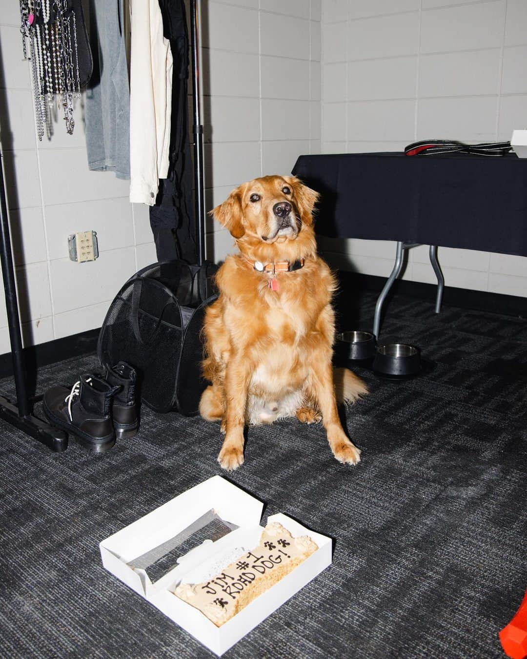 ジョシュ・ダンさんのインスタグラム写真 - (ジョシュ・ダンInstagram)「he had his cake and also ate it.  i never had a dog as a kid, so i was never really a “dog person”. didn’t understand what that was all about, but 5 years ago, jim was born and changed my life. i’ve bonded with him more than i ever knew i could bond with an animal. it’s awesome. happy birthday little dude. thanks for the vocals tyler  📸 @ashleyosborn  🎥 @reelbearmedia」8月22日 14時14分 - joshuadun