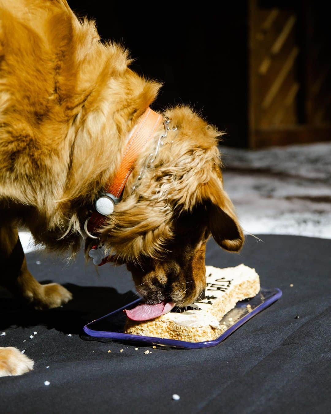 ジョシュ・ダンさんのインスタグラム写真 - (ジョシュ・ダンInstagram)「he had his cake and also ate it.  i never had a dog as a kid, so i was never really a “dog person”. didn’t understand what that was all about, but 5 years ago, jim was born and changed my life. i’ve bonded with him more than i ever knew i could bond with an animal. it’s awesome. happy birthday little dude. thanks for the vocals tyler  📸 @ashleyosborn  🎥 @reelbearmedia」8月22日 14時14分 - joshuadun