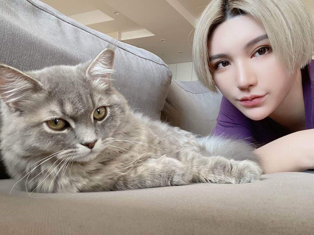 のインスタグラム：「ゼノさん #サイベリアン #にゃんすたぐらむ」